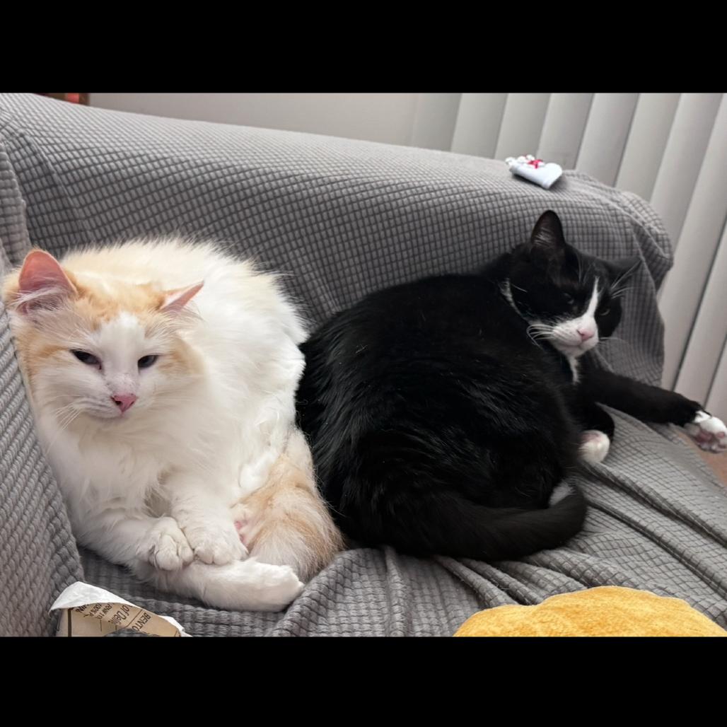 Enlarge Archer, a Adoptable mixed breed in La Grange, KY image 5/6