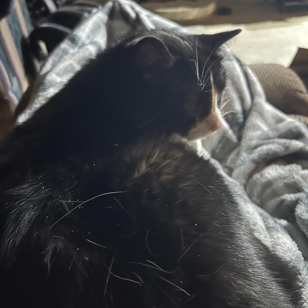 Enlarge Archer, a Adoptable mixed breed in La Grange, KY image 6/6