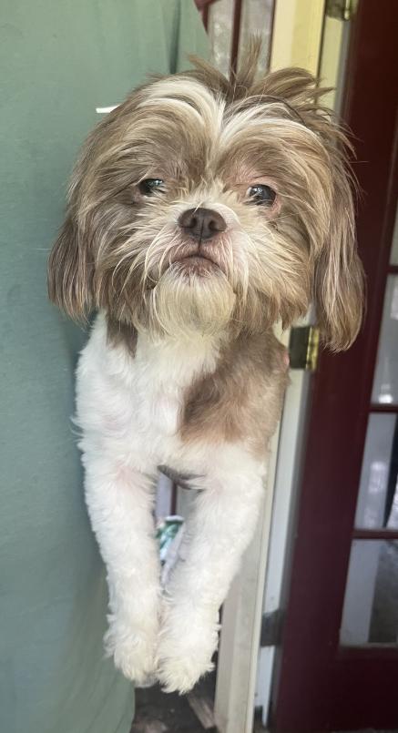 Daxon, adopted, Adult Male Shih Tzu.