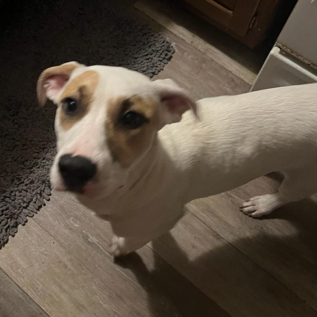 Sushi, Adoptable, Adult Female Mixed Breed.