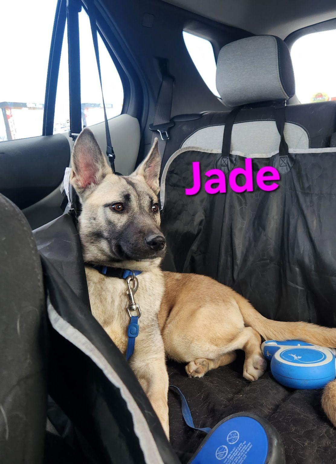 Jade, ADOPTABLE, Puppy Female German Shepherd Dog & Husky.
