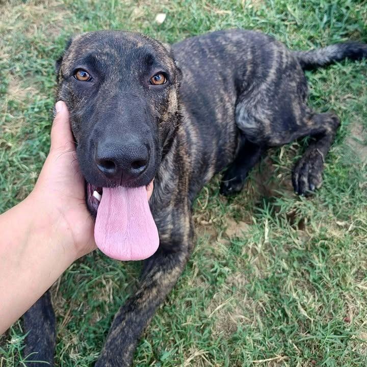 Nola, a Adoptable mixed breed in Springdale, AR image 1/6