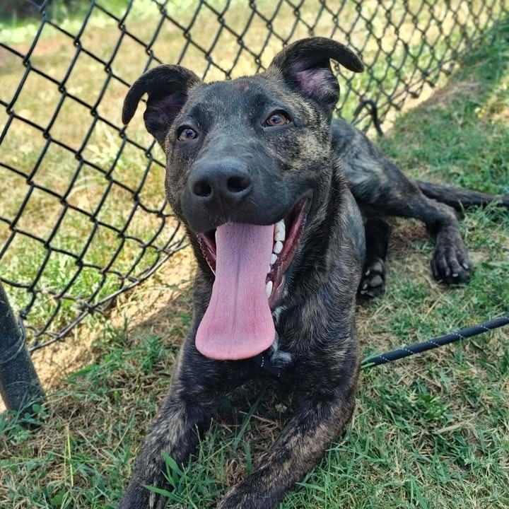 Nola, a Adoptable mixed breed in Springdale, AR image 2/6
