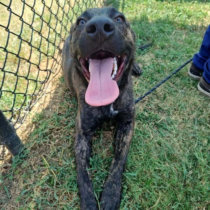 Nola, a Adoptable mixed breed in Springdale, AR image 3/6