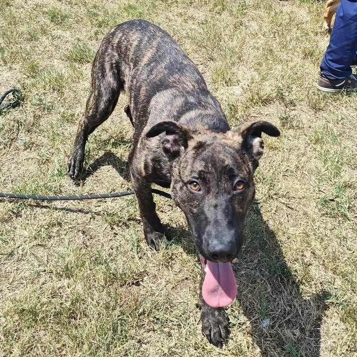 Nola, a Adoptable mixed breed in Springdale, AR image 4/6