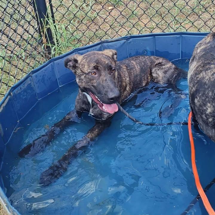 Nola, a Adoptable mixed breed in Springdale, AR image 5/6