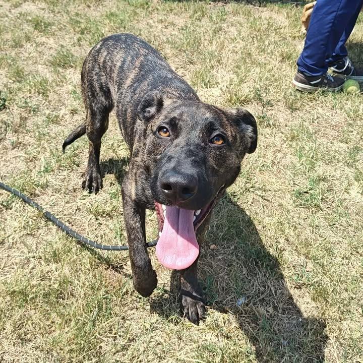 Nola, a Adoptable mixed breed in Springdale, AR image 6/6