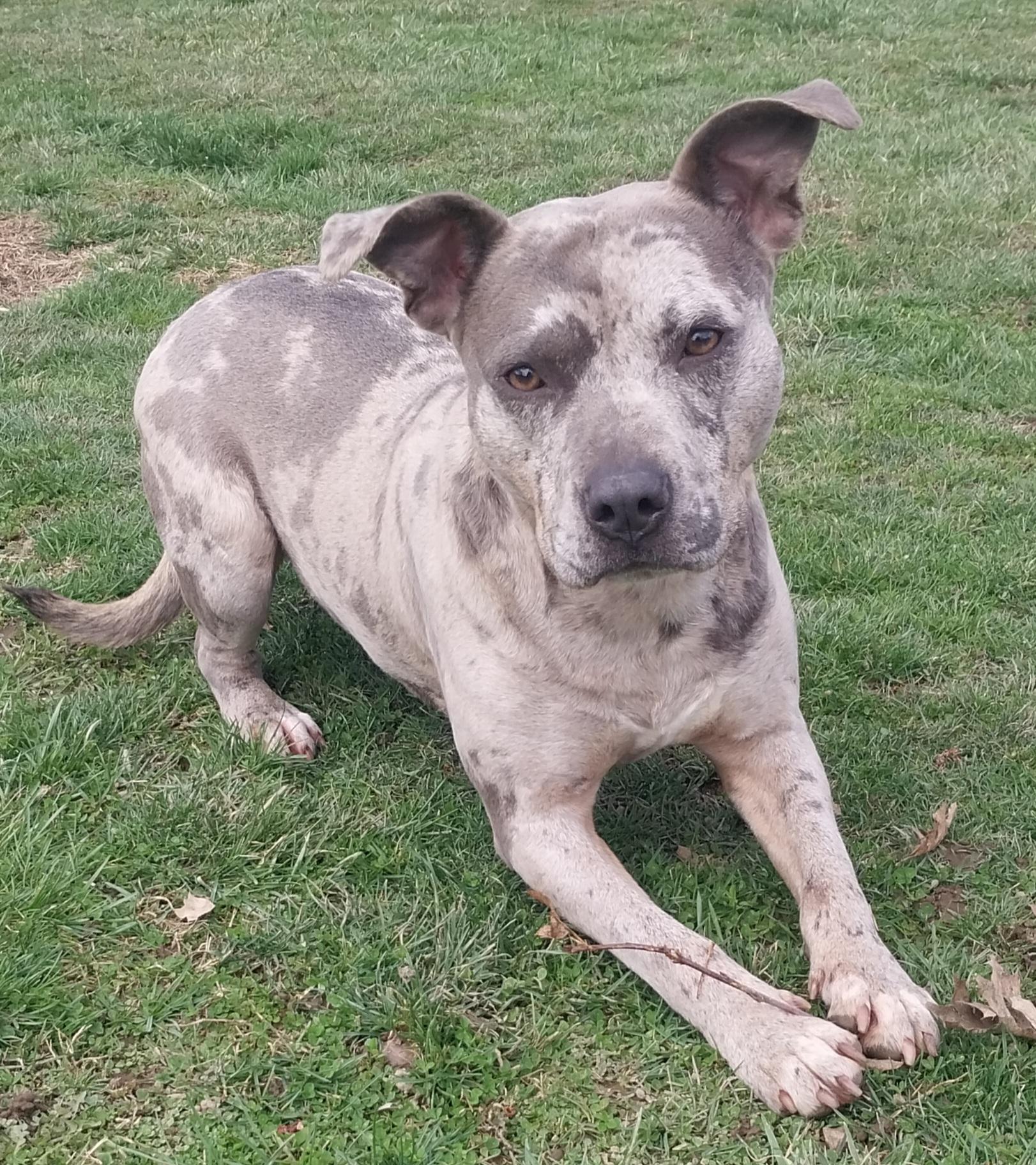 KING, adoptable, Adult Male Pit Bull Terrier.