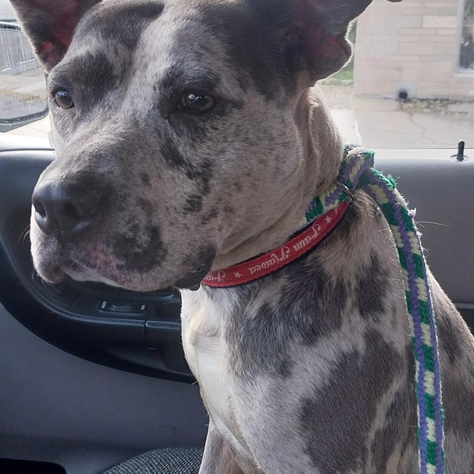 KING, a Adoptable Pit Bull Terrier in Louisville, OH image 2/2