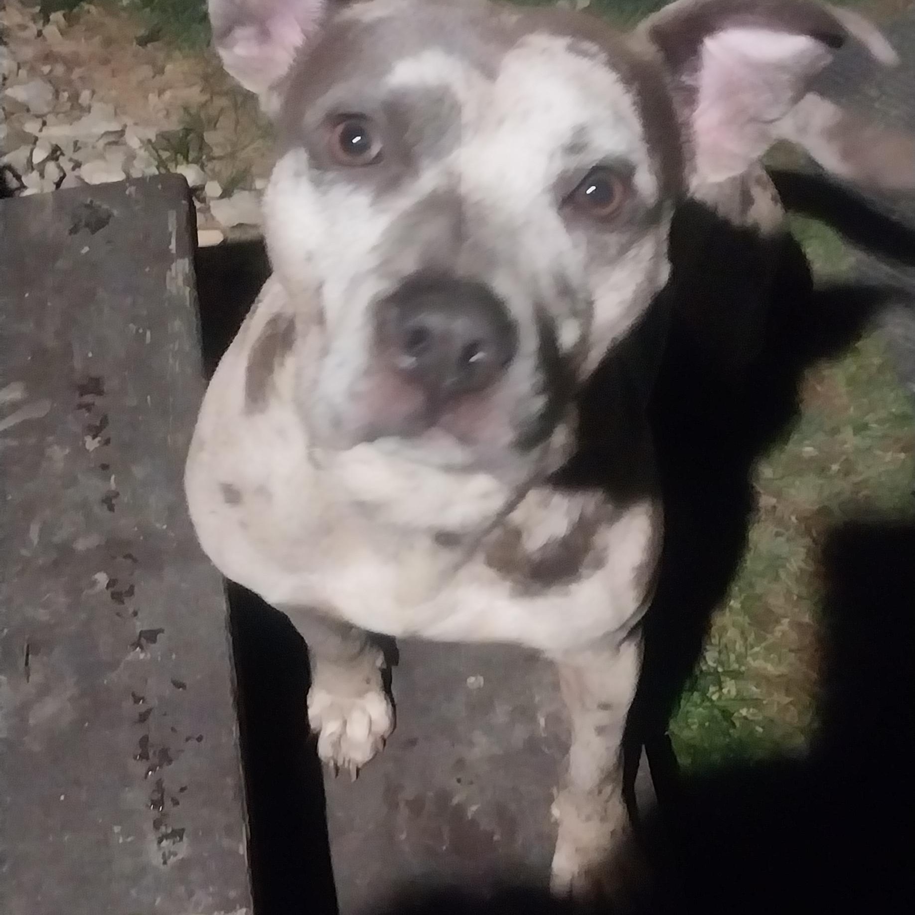 KING, Adoptable, Young Male Pit Bull Terrier.