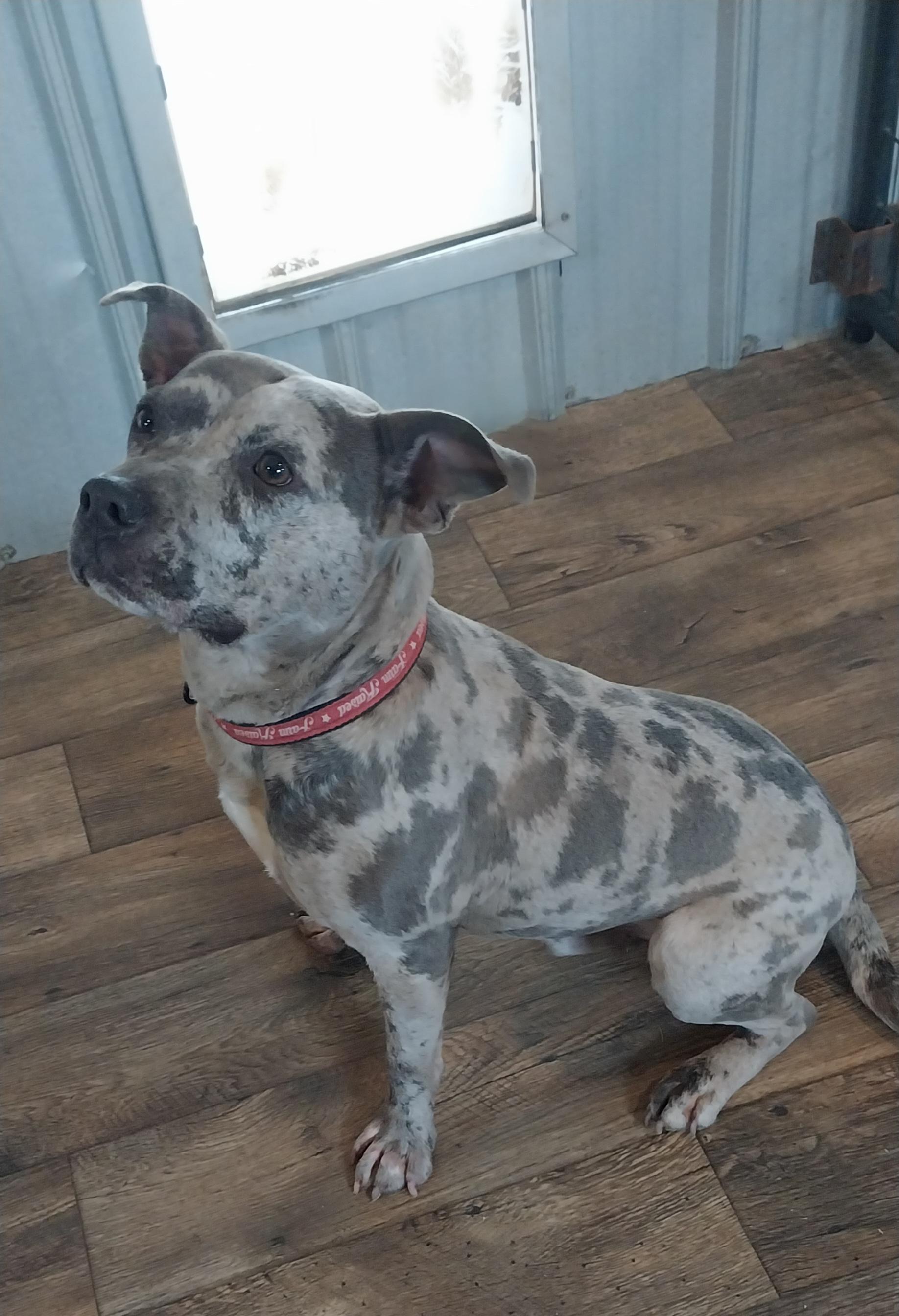 Enlarge KING, an adoptable Pit Bull Terrier in Louisville, OH image 2/4