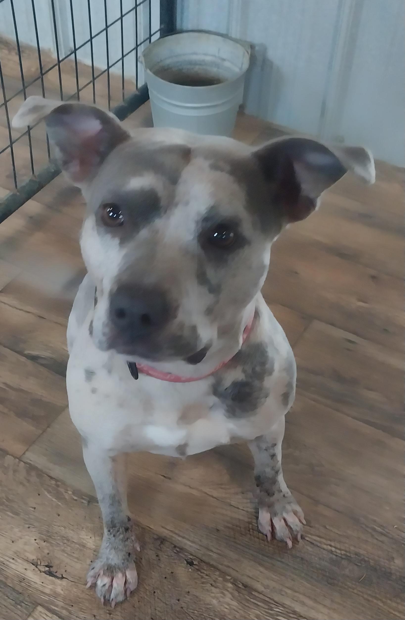 Enlarge KING, an adoptable Pit Bull Terrier in Louisville, OH image 3/4