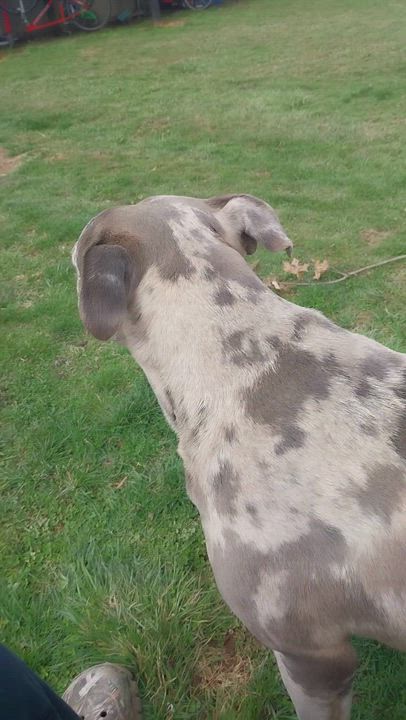 Enlarge KING, an adoptable Pit Bull Terrier in Louisville, OH video 2/6