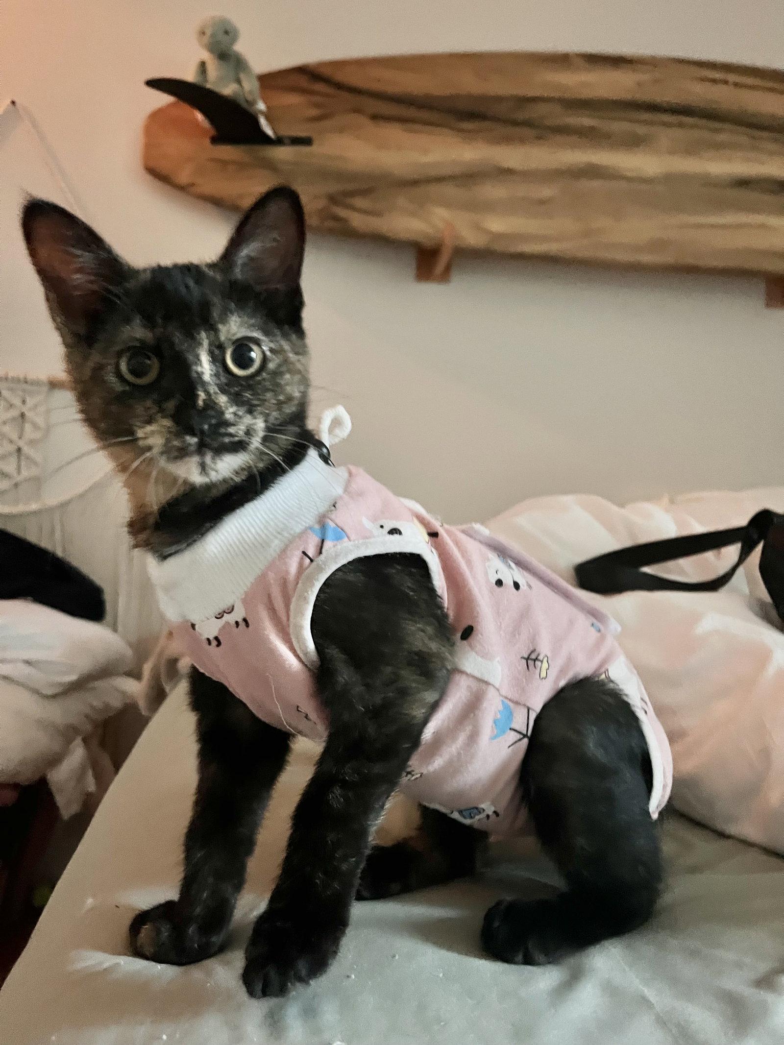 Katina, a Adoptable mixed breed in Laguna Niguel, CA image 1/2