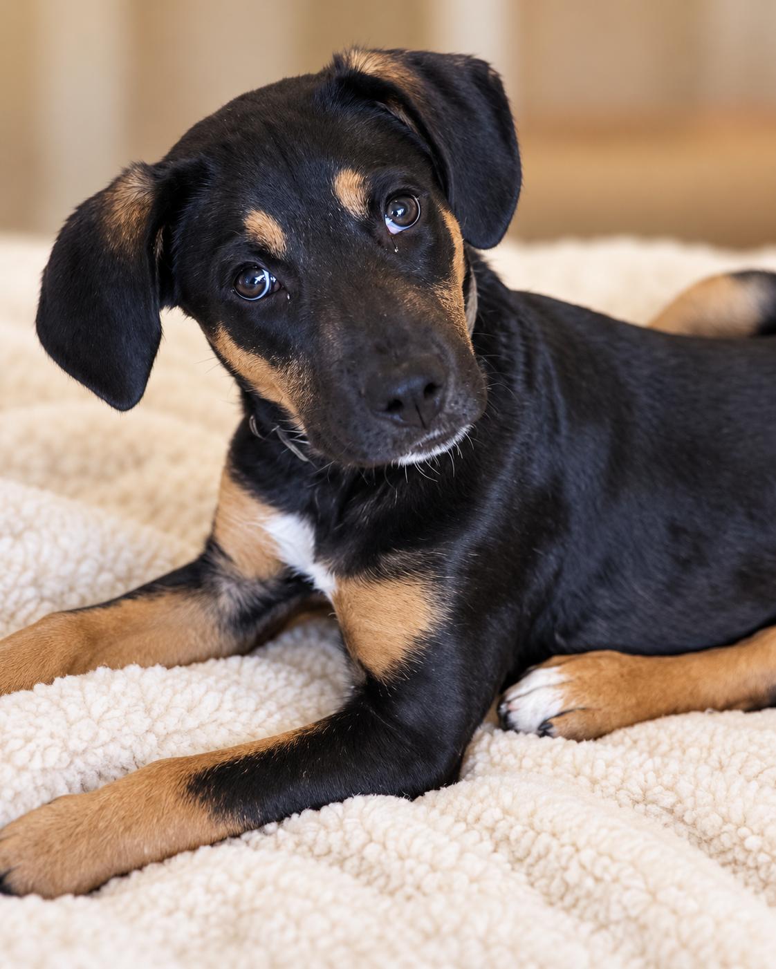 Rugar, Adoptable, Young Male Black Mouth Cur.