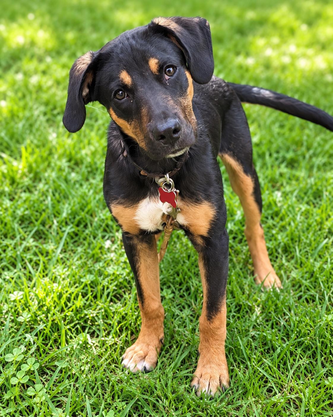 Enlarge Rugar, a Adoptable mixed breed in Salamanca, NY image 3/5