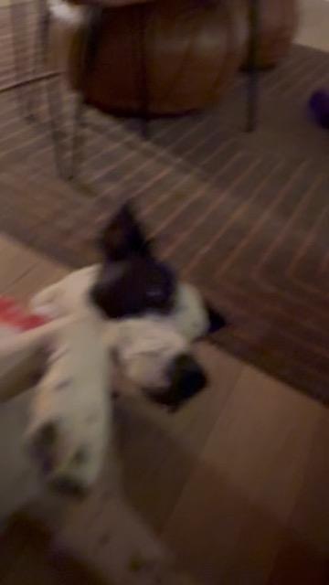 Enlarge Rizzo, a ADOPTABLE mixed breed in Austin, TX image 6/6