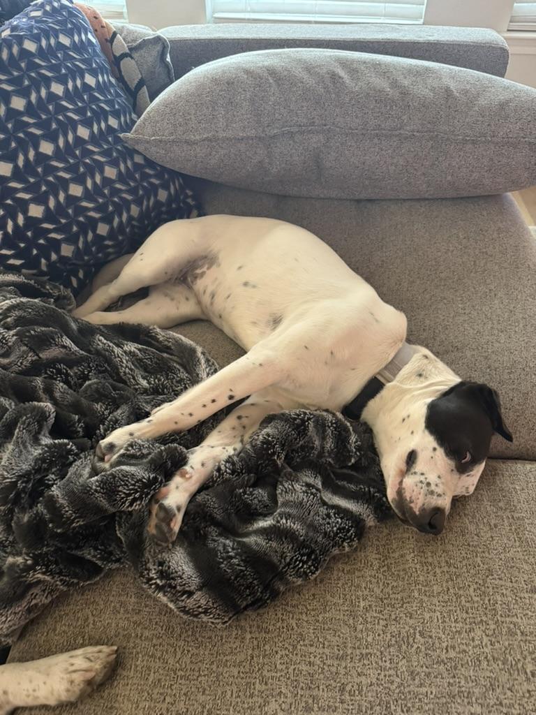 Enlarge Rizzo, a ADOPTABLE mixed breed in Austin, TX image 4/6