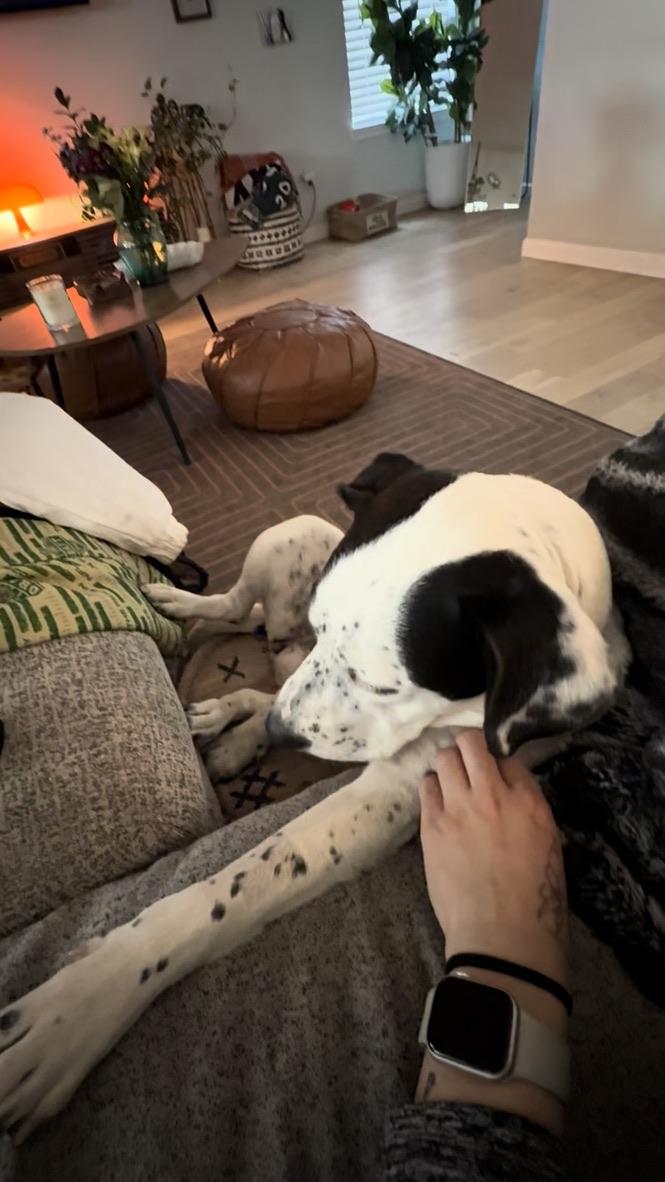 Enlarge Rizzo, a ADOPTABLE mixed breed in Austin, TX image 3/6