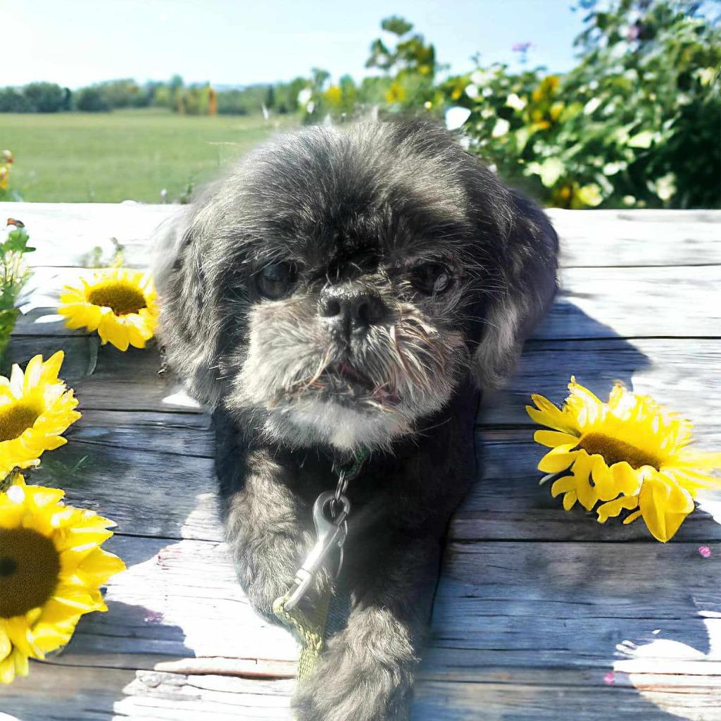 Pearl, Adopted, Senior Female Shih Tzu.