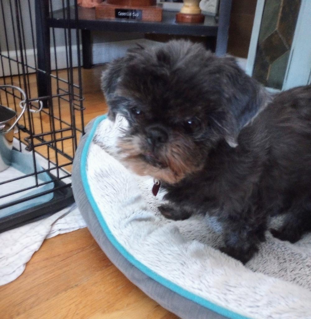 Enlarge Pearl, a Adopted Shih Tzu in Warren, MI image 2/5