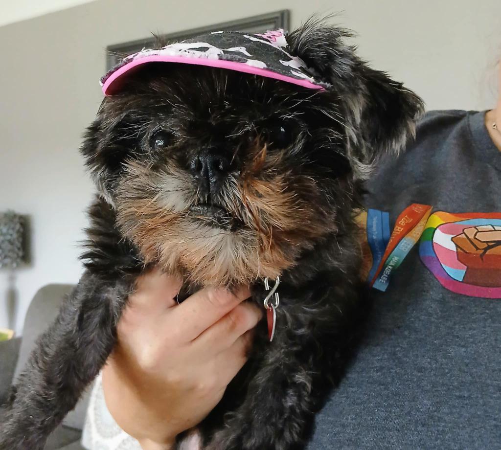 Enlarge Pearl, a Adopted Shih Tzu in Warren, MI image 3/5