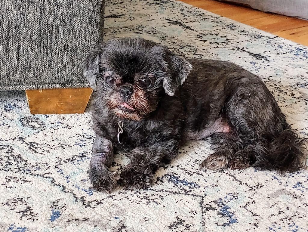 Enlarge Pearl, a Adopted Shih Tzu in Warren, MI image 4/5