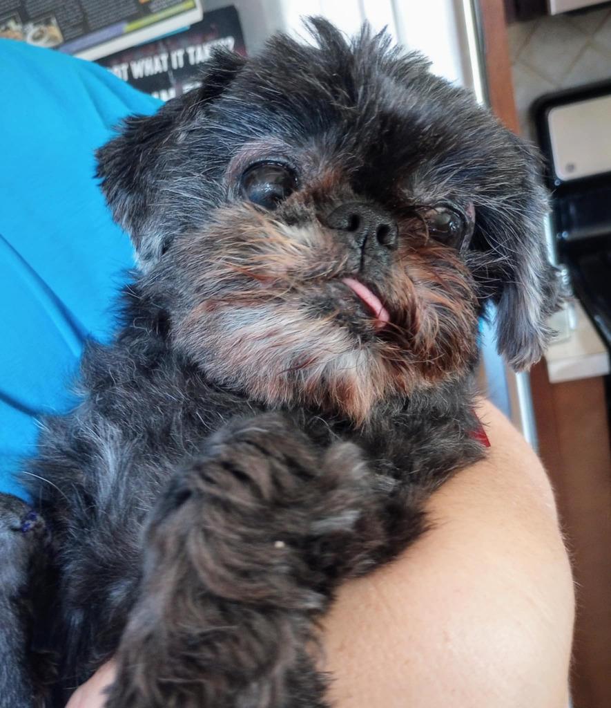 Enlarge Pearl, a Adopted Shih Tzu in Warren, MI image 5/5