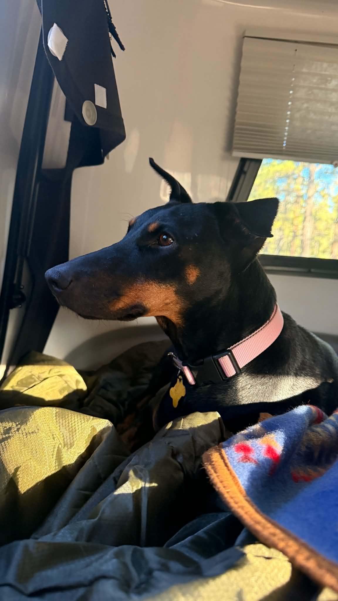 Queen Jolene, Adoptable, Adult Female Doberman Pinscher.