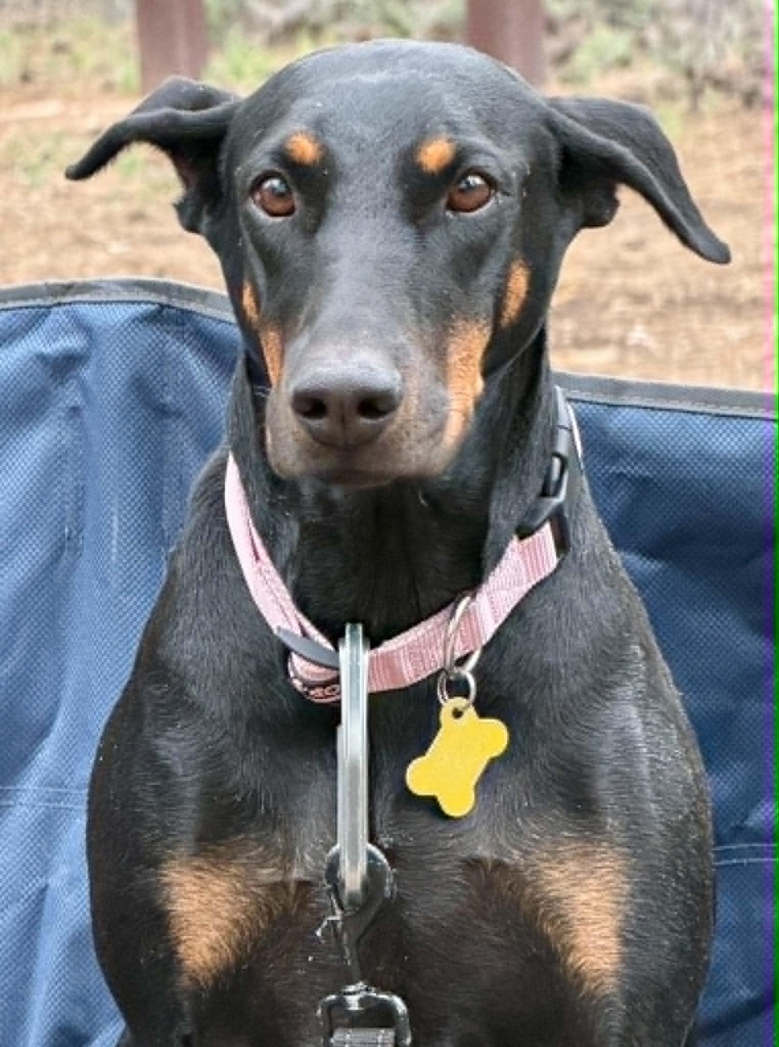 Enlarge Queen Jolene, a Adoptable Doberman Pinscher in Salt Lake City, UT image 2/3