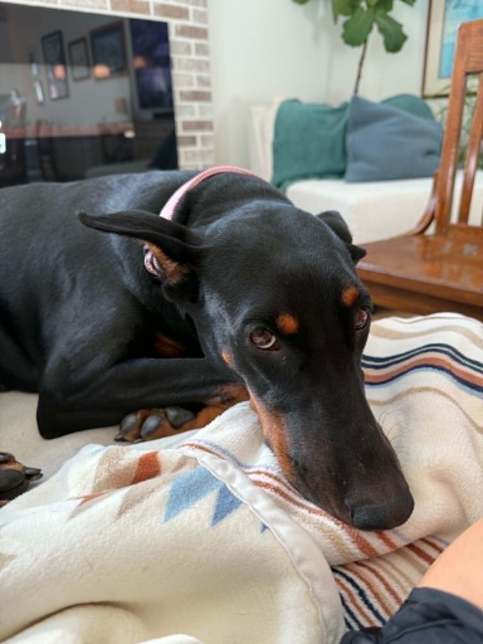 Enlarge Queen Jolene, a Adoptable Doberman Pinscher in Salt Lake City, UT image 3/3