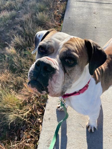 Cranberry, Adoptable, Senior Female American Bulldog.