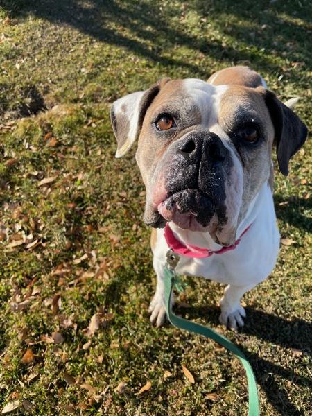 Enlarge Cranberry, a Adoptable mixed breed in Golden, CO image 2/3