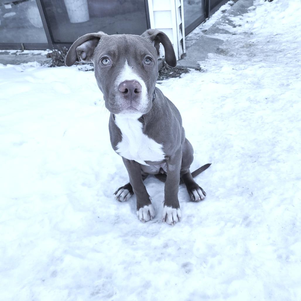 Brandi, a Adoptable mixed breed in Madison, WI image 1/4