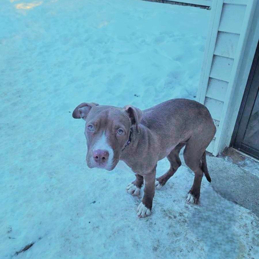 Brandi, a Adoptable mixed breed in Madison, WI image 2/4