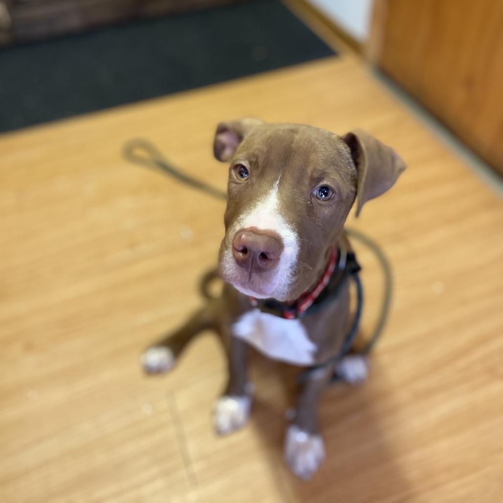 Brandi, a Adoptable mixed breed in Madison, WI image 3/4