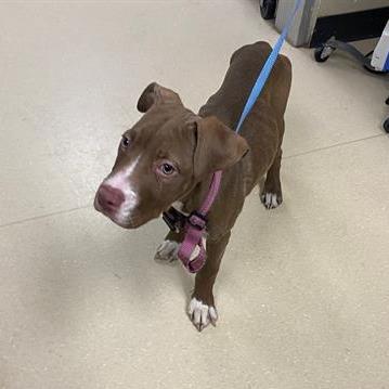 Brandi, a Adoptable mixed breed in Madison, WI image 4/4