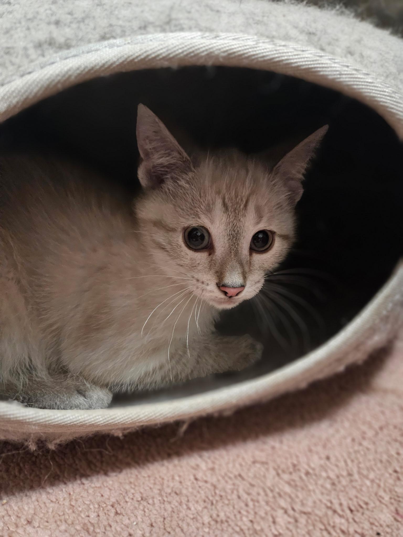 Princess Laya, adopted, Kitten Female Siamese.