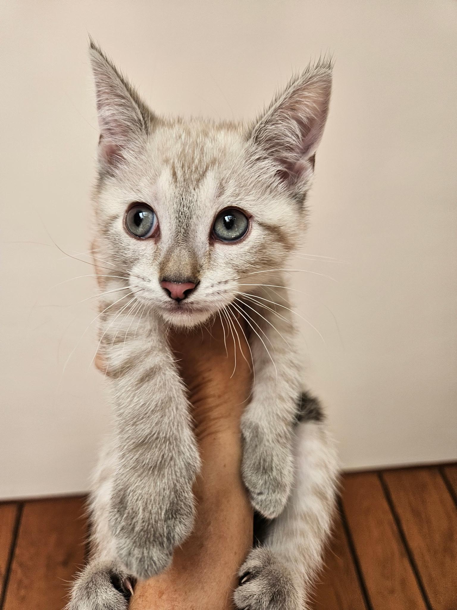 Princess Laya, an adopted Siamese in Export, PA image 2/6