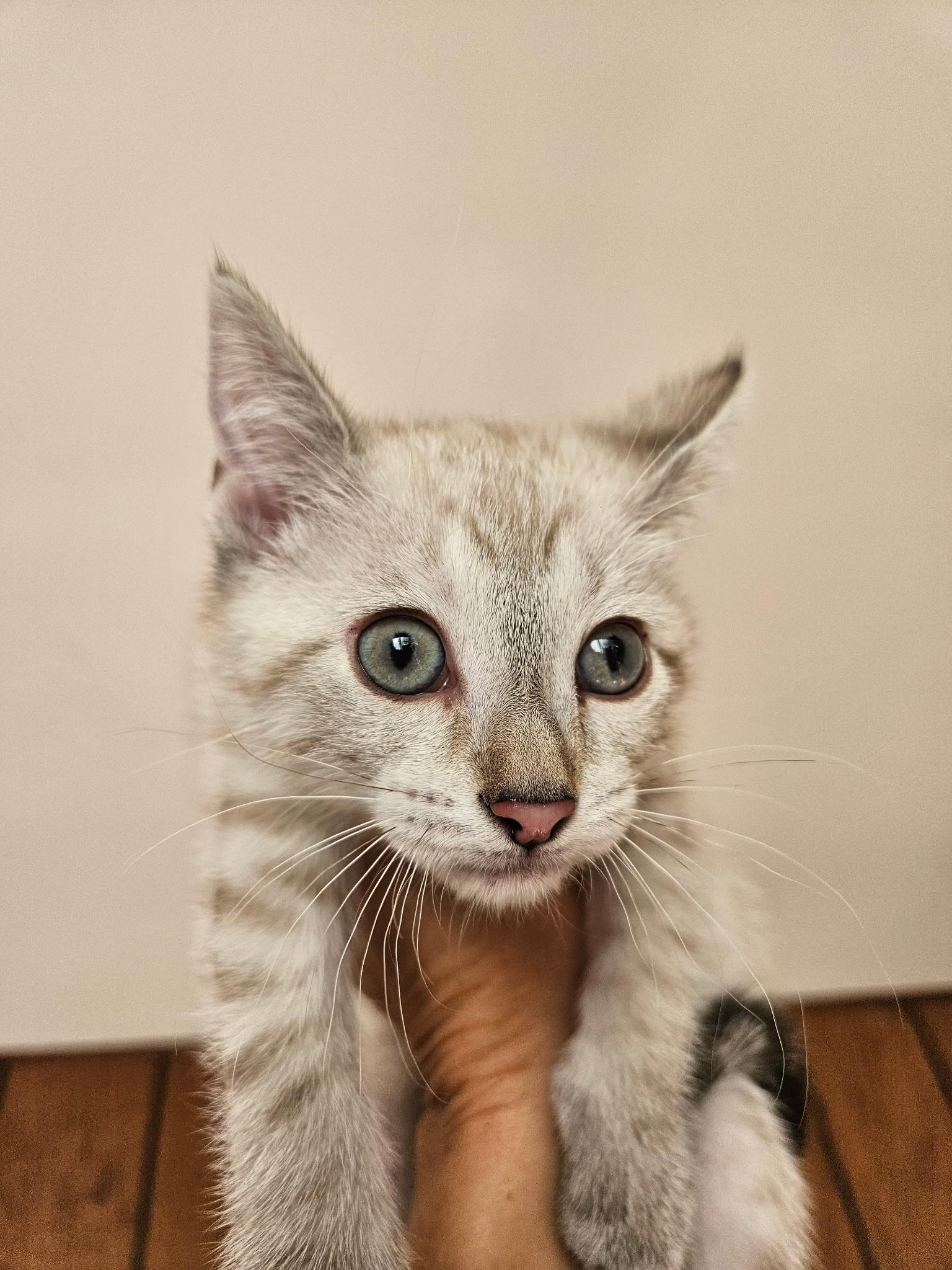 Princess Laya, an adopted Siamese in Export, PA image 3/6