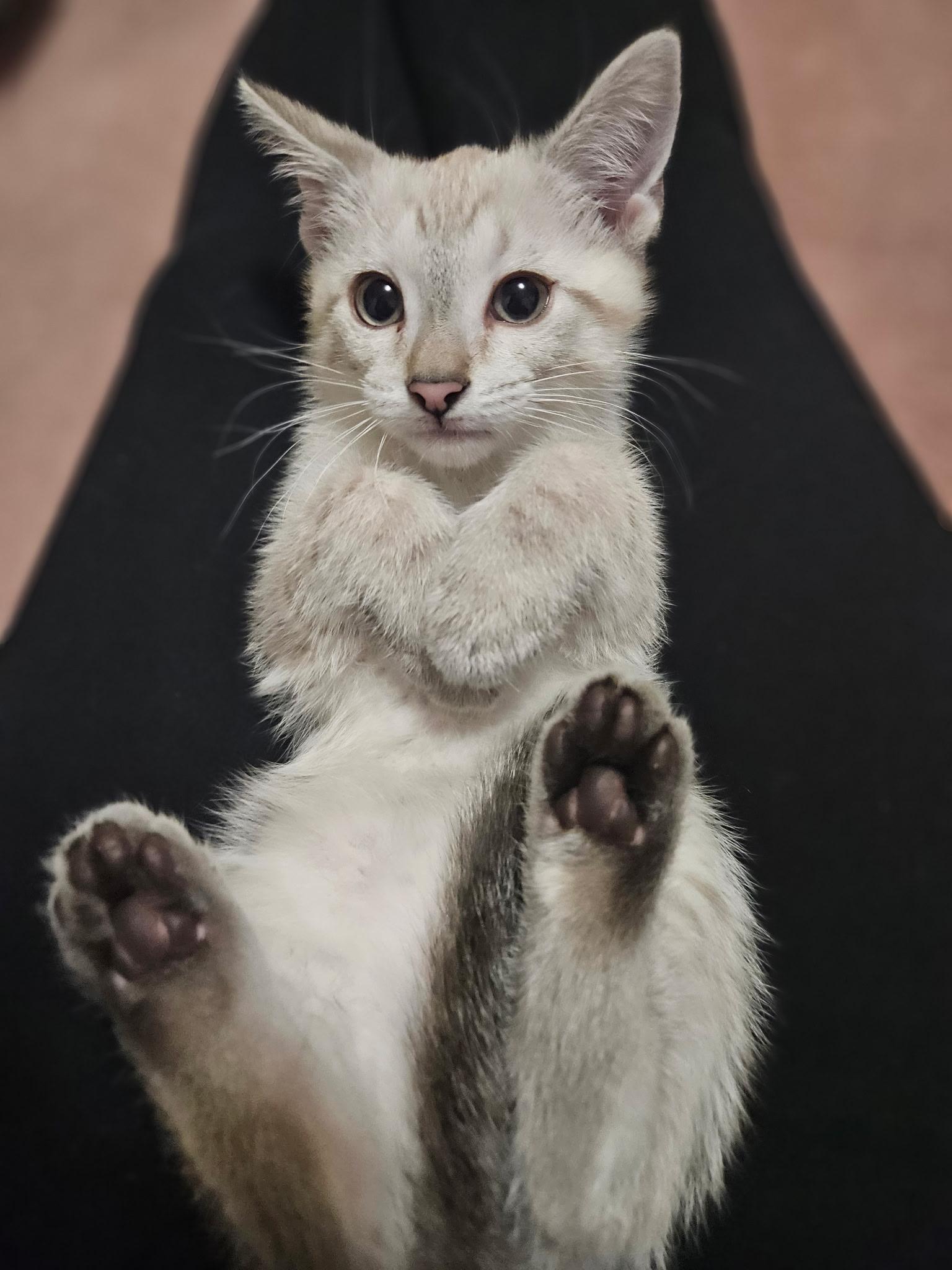 Princess Laya, an adopted Siamese in Export, PA image 4/6