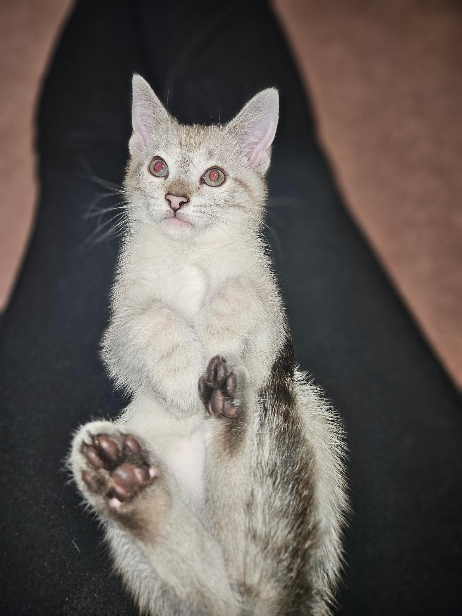 Princess Laya, an adopted Siamese in Export, PA image 5/6