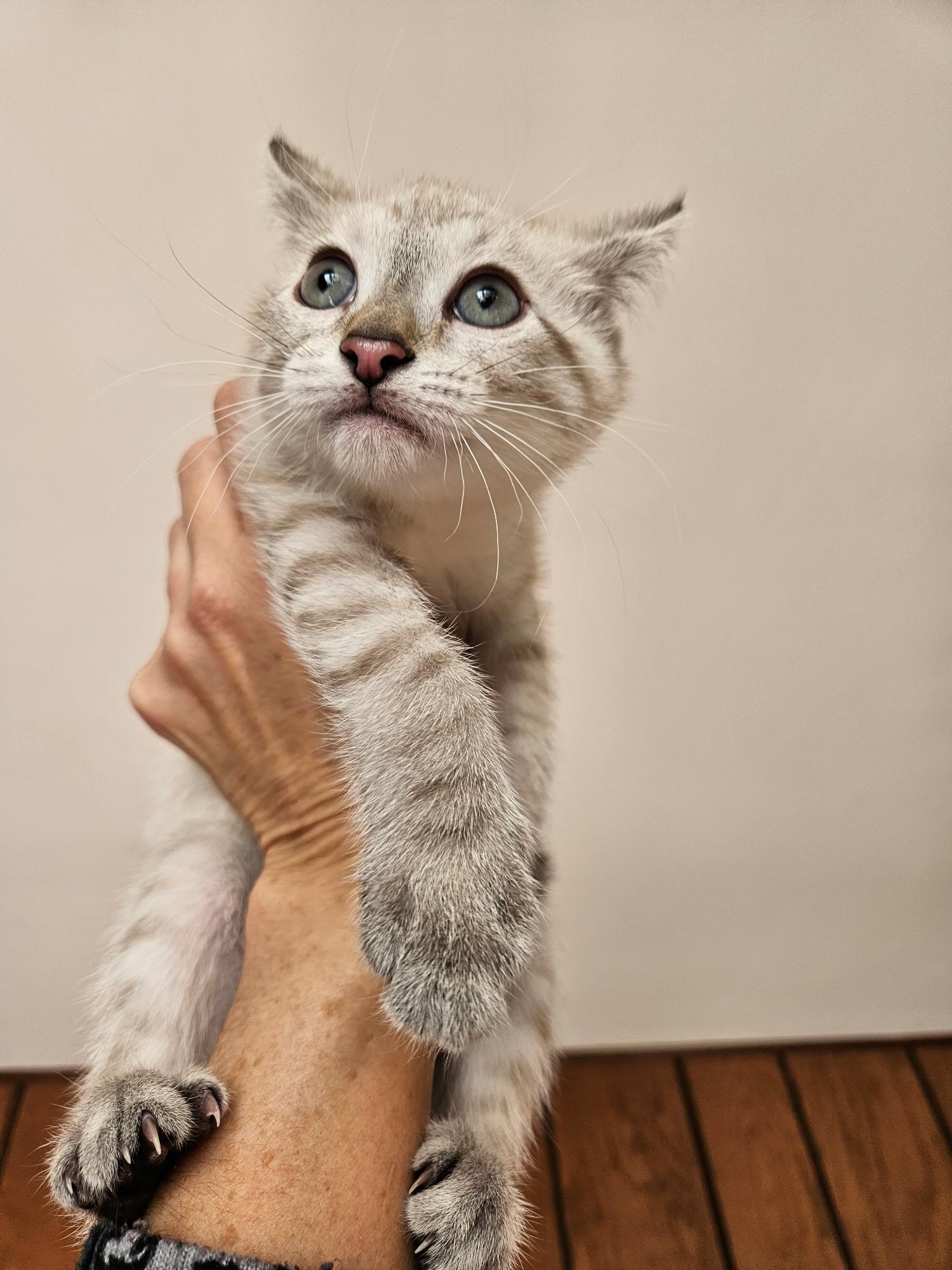 Princess Laya, an adopted Siamese in Export, PA image 6/6