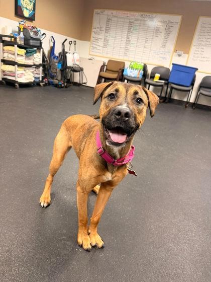 Maisie, Adoptable, Young Female Boxer.