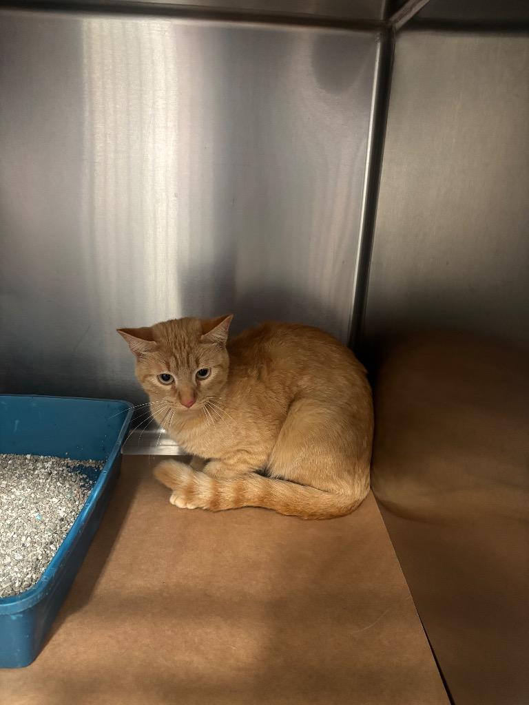 lily, Adoptable, Young Female Domestic Short Hair.