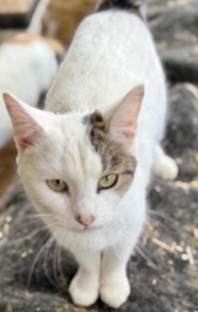 Marshmallow , an adopted Domestic Short Hair in Johnson City, TN image 1/3