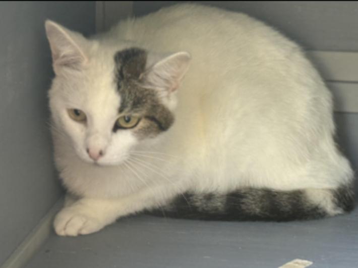 Marshmallow , an adopted Domestic Short Hair in Johnson City, TN image 3/3