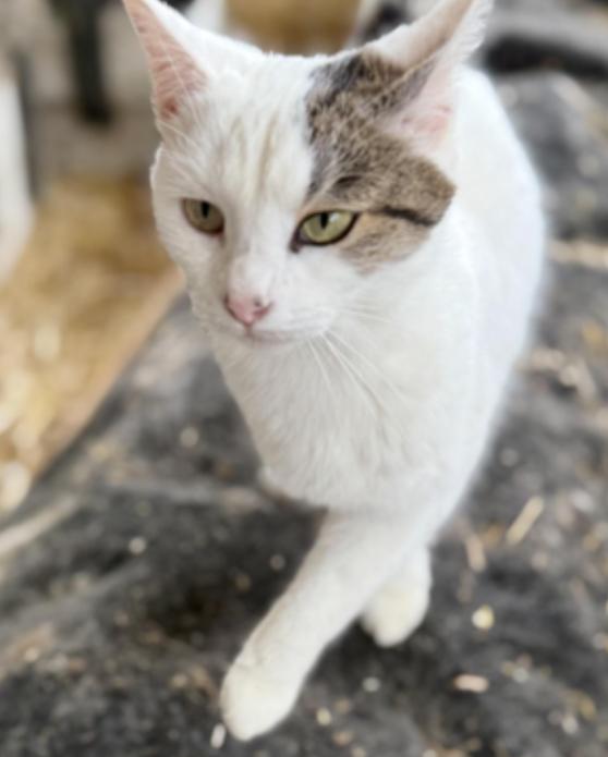 Marshmallow , an adopted Domestic Short Hair in Johnson City, TN image 2/3