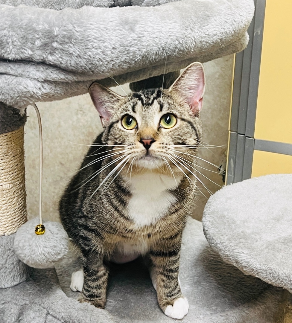 Lime — thumbnail 4