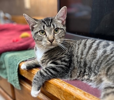 Lime — thumbnail 5